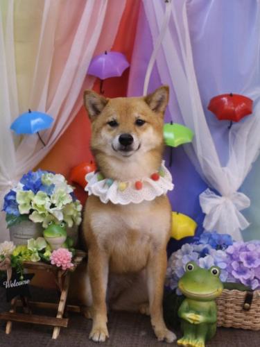 20230621リンちゃん